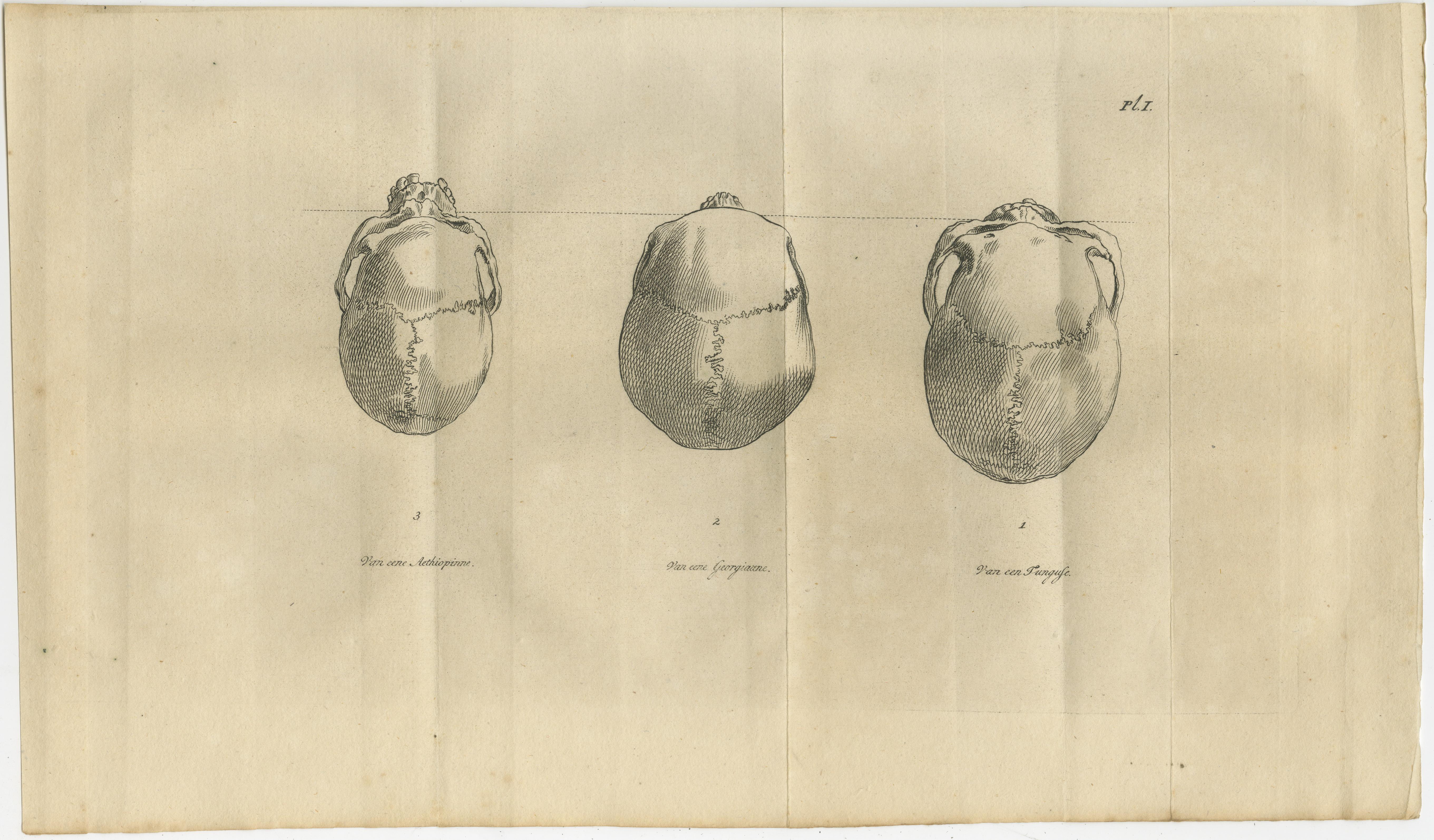 Gravures anatomiques du début du 19e siècle représentant des crânes humains - Craniologie comparée (ensemble de 2)

Une paire rare de gravures anatomiques du début du 19e siècle documentant la craniologie comparative à partir de spécimens de crânes