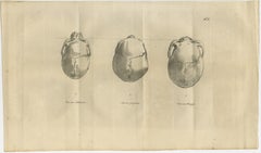 Set of Two Anatomical Engravings of Human Skulls – Comparative Craniology, 1803