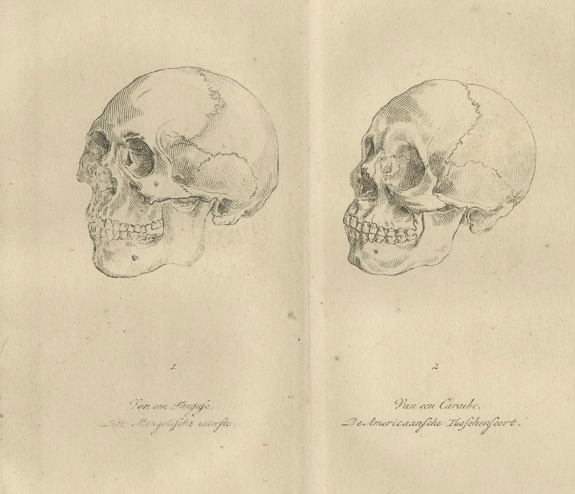 Gravé Ensemble de deux gravures anatomiques de crânes humains - Crâniologie comparée, 1803 en vente