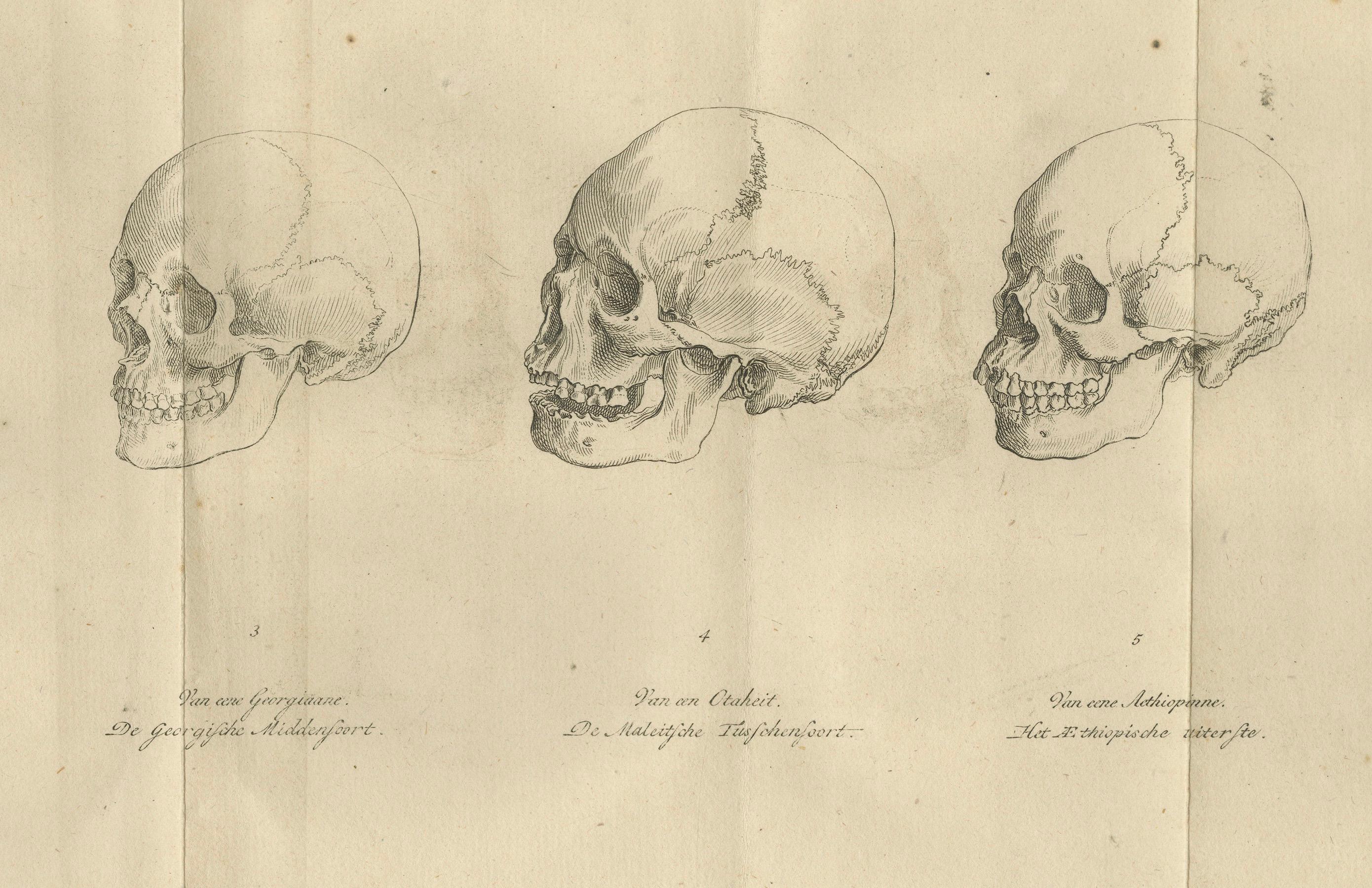 Ensemble de deux gravures anatomiques de crânes humains - Crâniologie comparée, 1803 Bon état - En vente à Langweer, NL