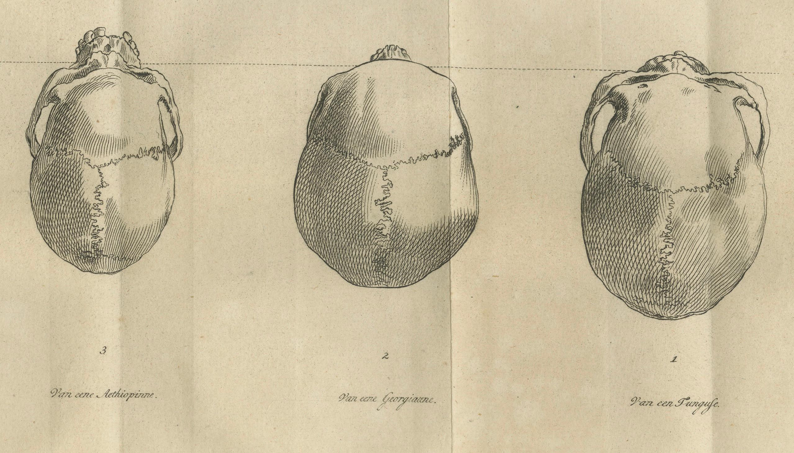 XIXe siècle Ensemble de deux gravures anatomiques de crânes humains - Crâniologie comparée, 1803 en vente