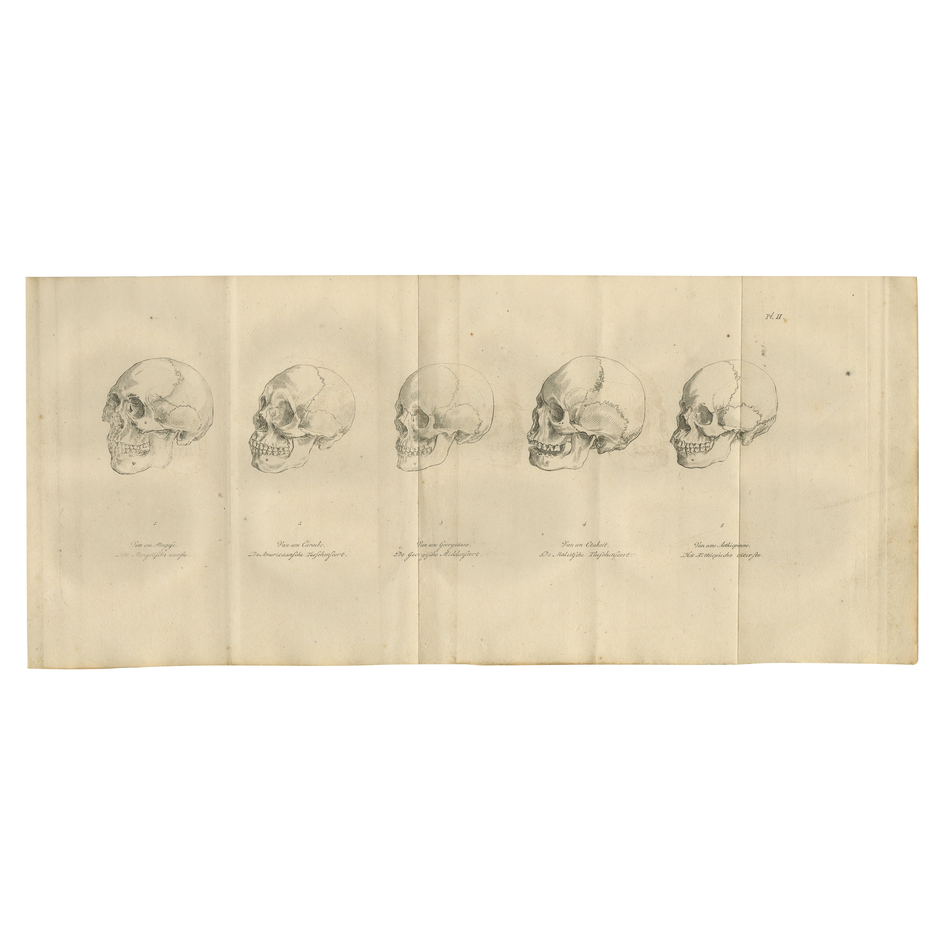 Set of Two Anatomical Engravings of Human Skulls – Comparative Craniology, 1803