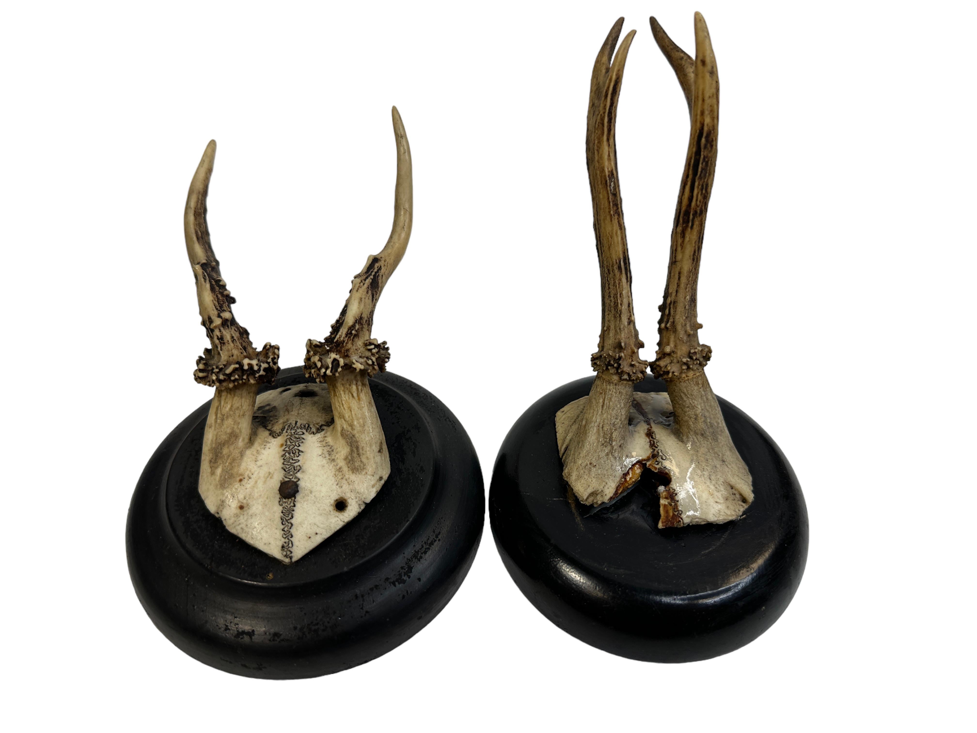A set of two antique Black Forest deer antler trophies on hand carved, black lacquered wooden plaques. They are from the 1890s or older. The size given in the dimensions section refers to the largest item. A nice addition to your hunters loge or