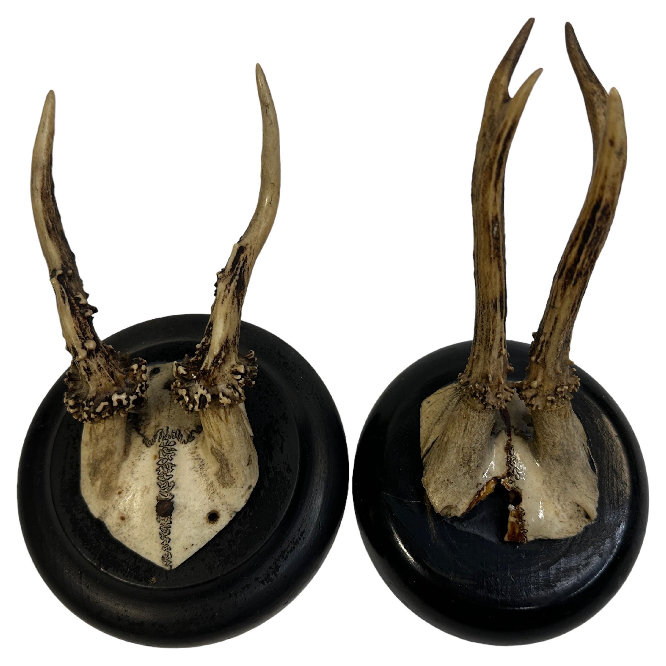 Set of Two Antique Black Forest Deer Antler Trophies, German, 1890s For Sale