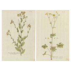 Set of Two Decorative Antique Botany Prints, Buttercup, Costmary 'circa 1790'