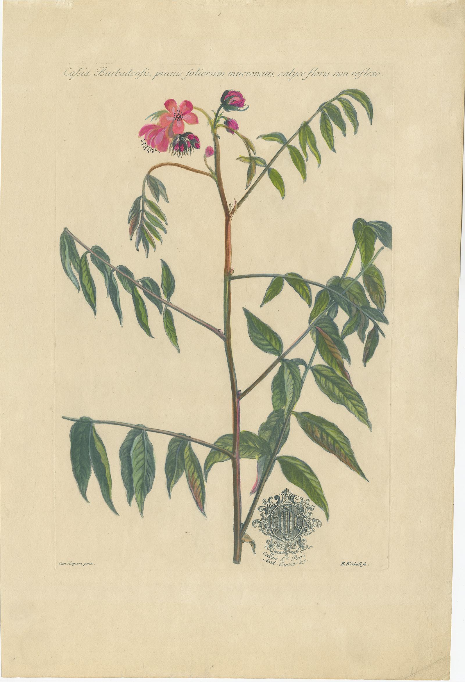 Set of two antique botany prints titled 'Cassia Barbadensis (..)' and 'Cassia Marilandica (..)'. It depicts two cassia plant species. These prints originate from 'Historia plantarum rariorum' by John Martyn.