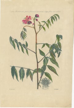 Set - Cassia Barbadensis & Marilandica – Botanical Prints by John Martyn c.1728
