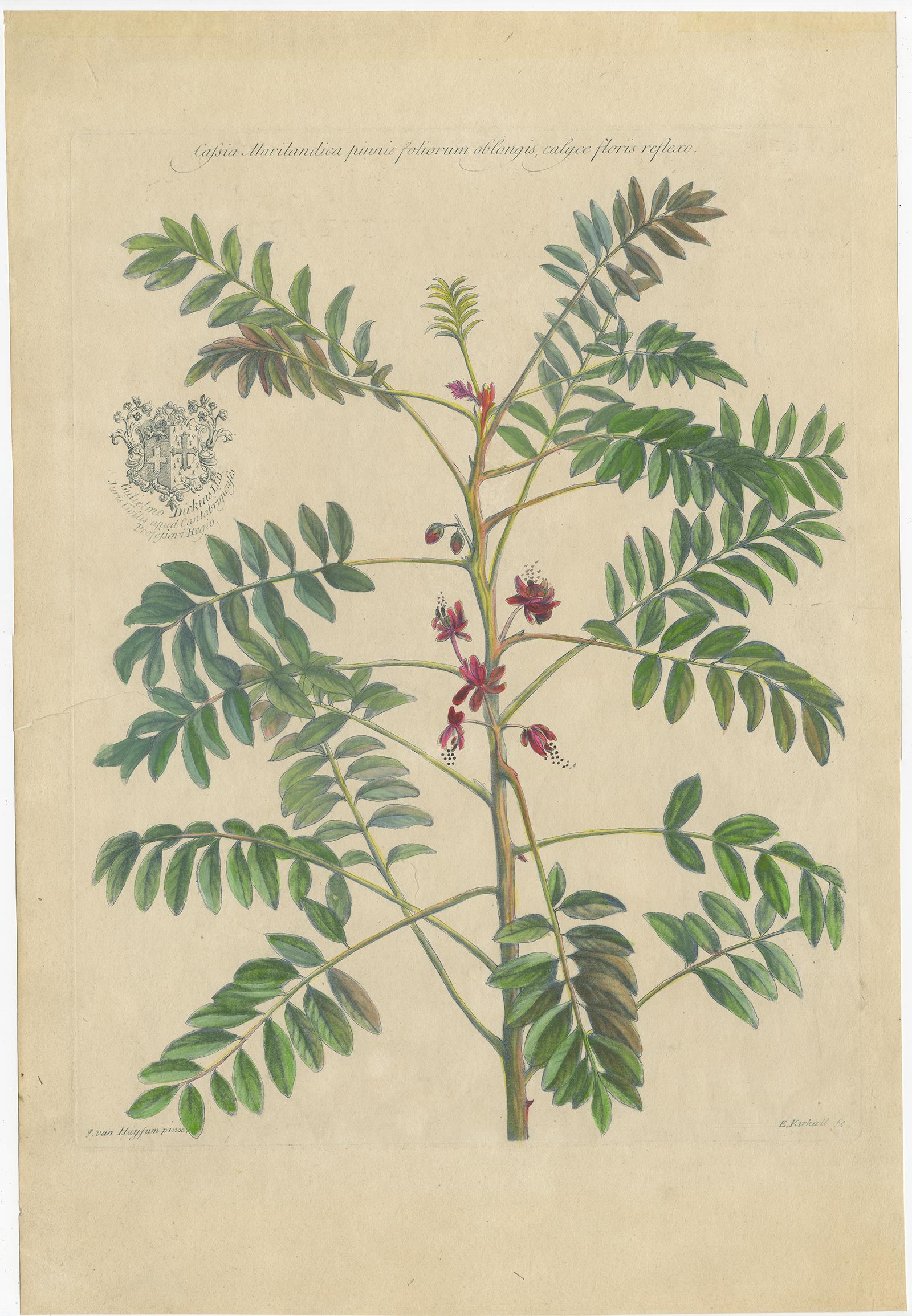 Set of two Antique Botany Prints of Cassia Plant Species by Martyn 'circa 1730' In Fair Condition For Sale In Langweer, NL