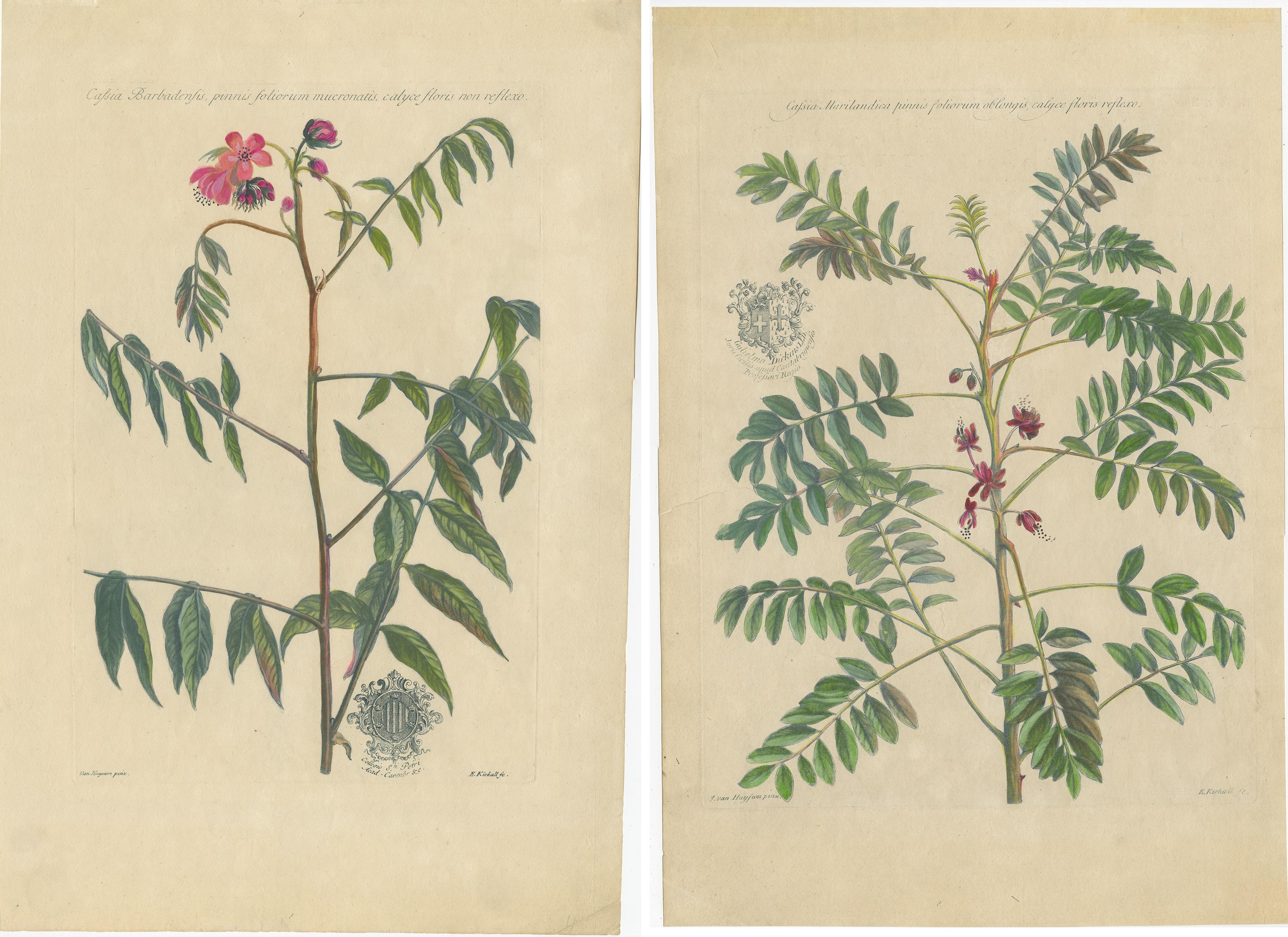 XVIIIe siècle Ensemble de deux gravures botaniques anciennes d'espèces de plantes de Cassia par Martyn 'circa 1730'. en vente