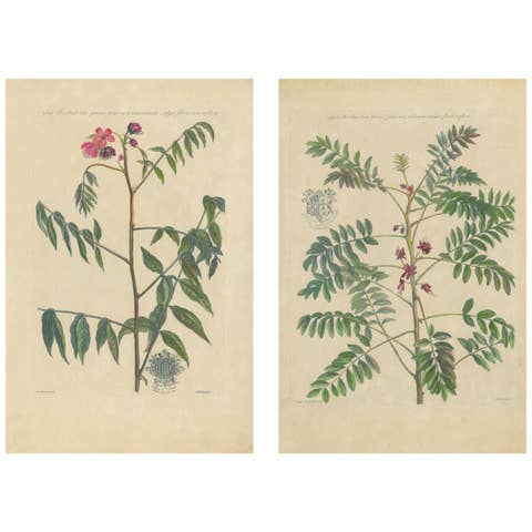 Set - Cassia Barbadensis & Marilandica – Botanical Prints by John Martyn c.1728