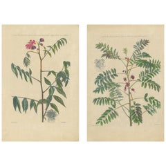 Set of two Antique Botany Prints of Cassia Plant Species by Martyn 'circa 1730'