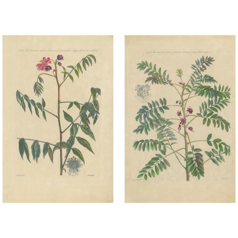 Set - Cassia Barbadensis & Marilandica, Botanical Prints by John Martyn c.1728