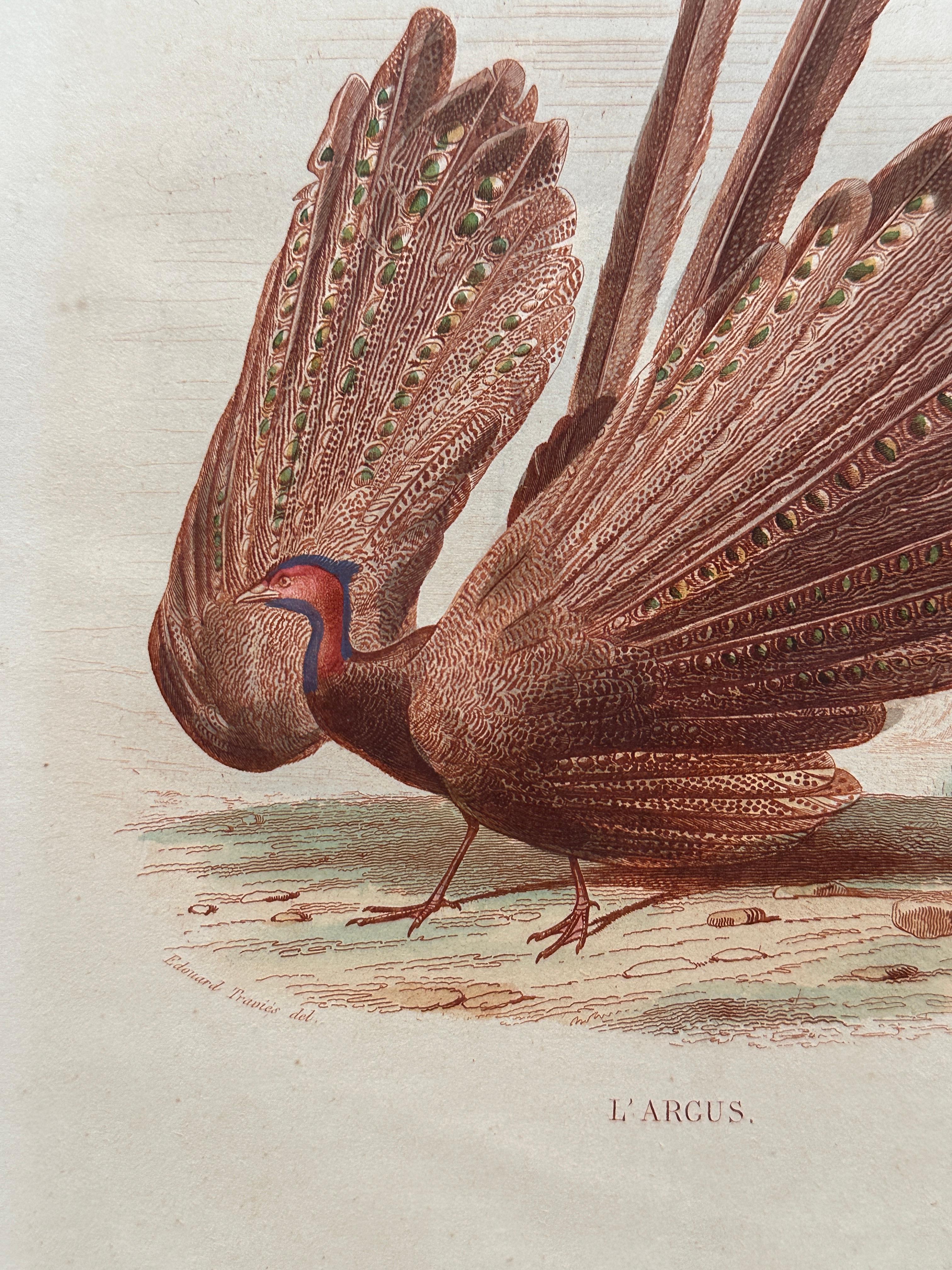 Set of Two Antique Ornithological Prints of Argus Pheasant — D’Orbigny, Paris en vente 4