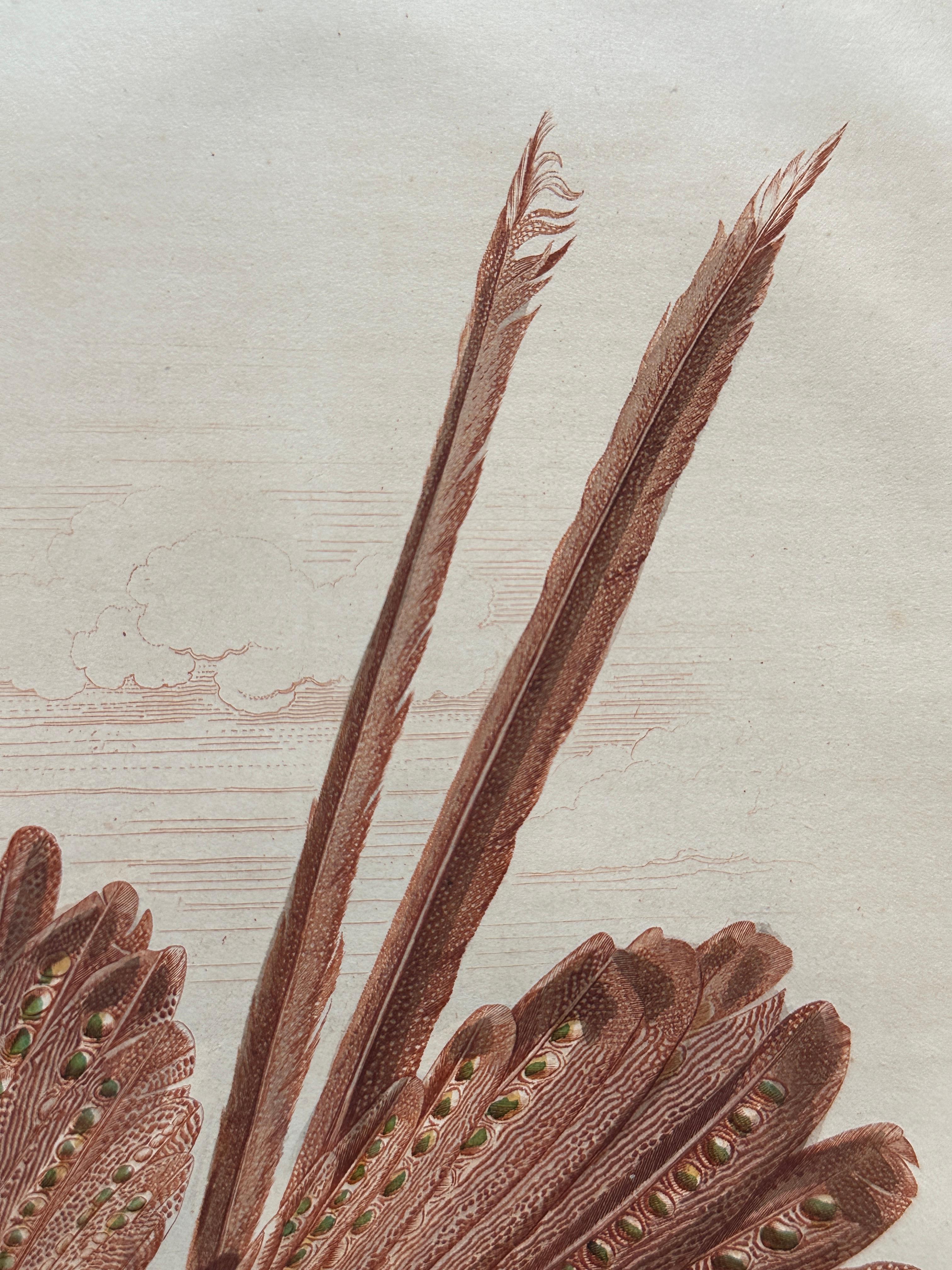 Français Set of Two Antique Ornithological Prints of Argus Pheasant — D’Orbigny, Paris en vente
