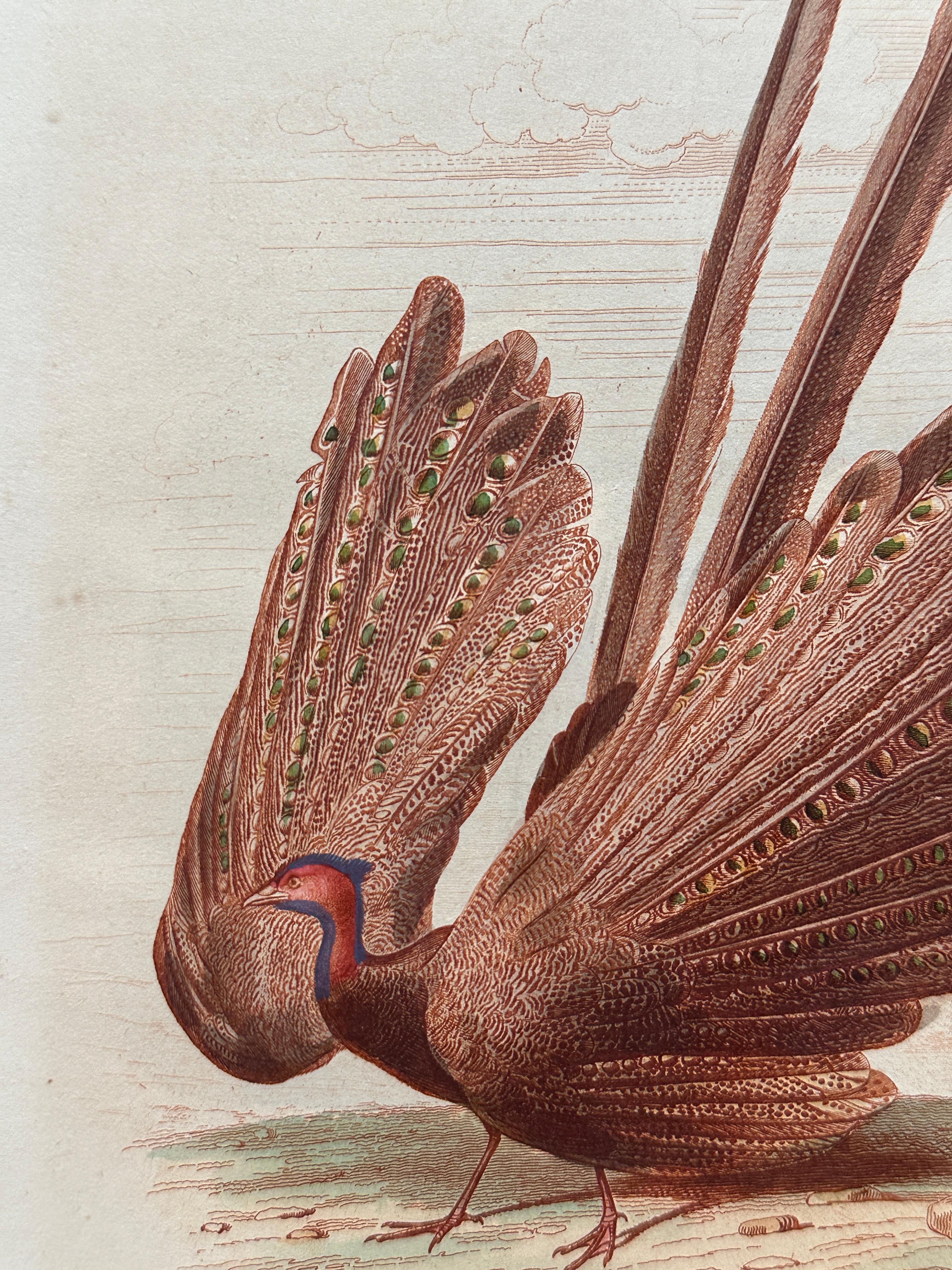 Set of Two Antique Ornithological Prints of Argus Pheasant — D’Orbigny, Paris Bon état - En vente à Fukuoka, JP