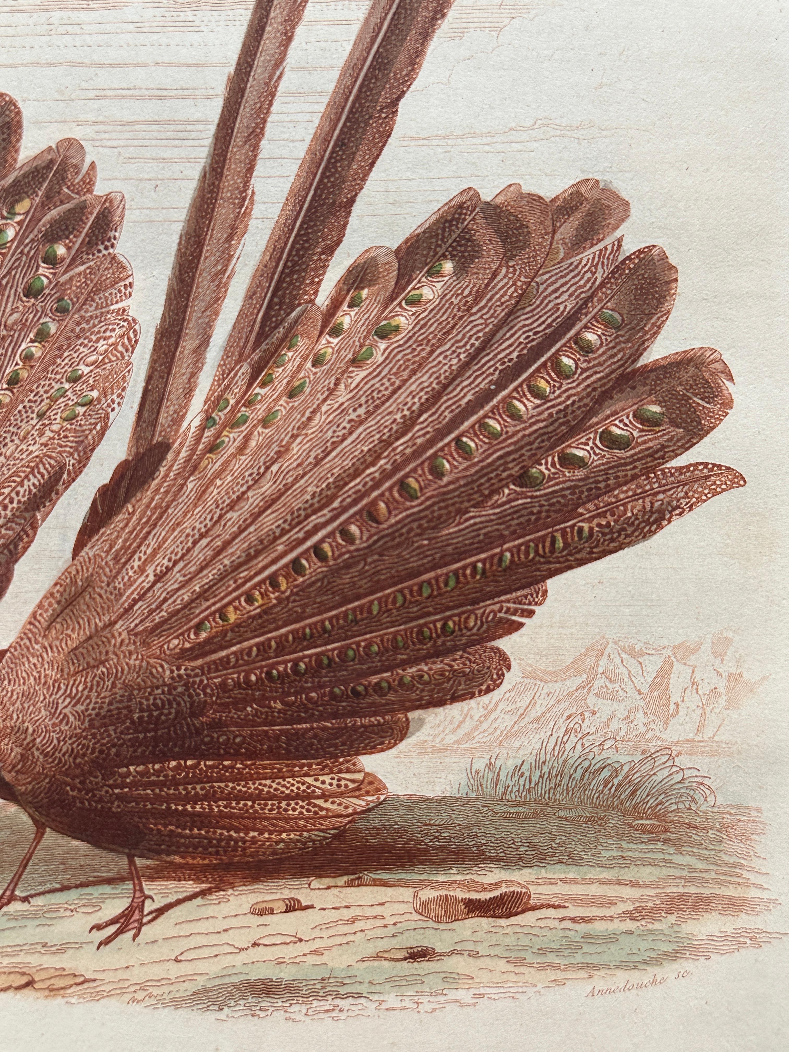 XIXe siècle Set of Two Antique Ornithological Prints of Argus Pheasant — D’Orbigny, Paris en vente