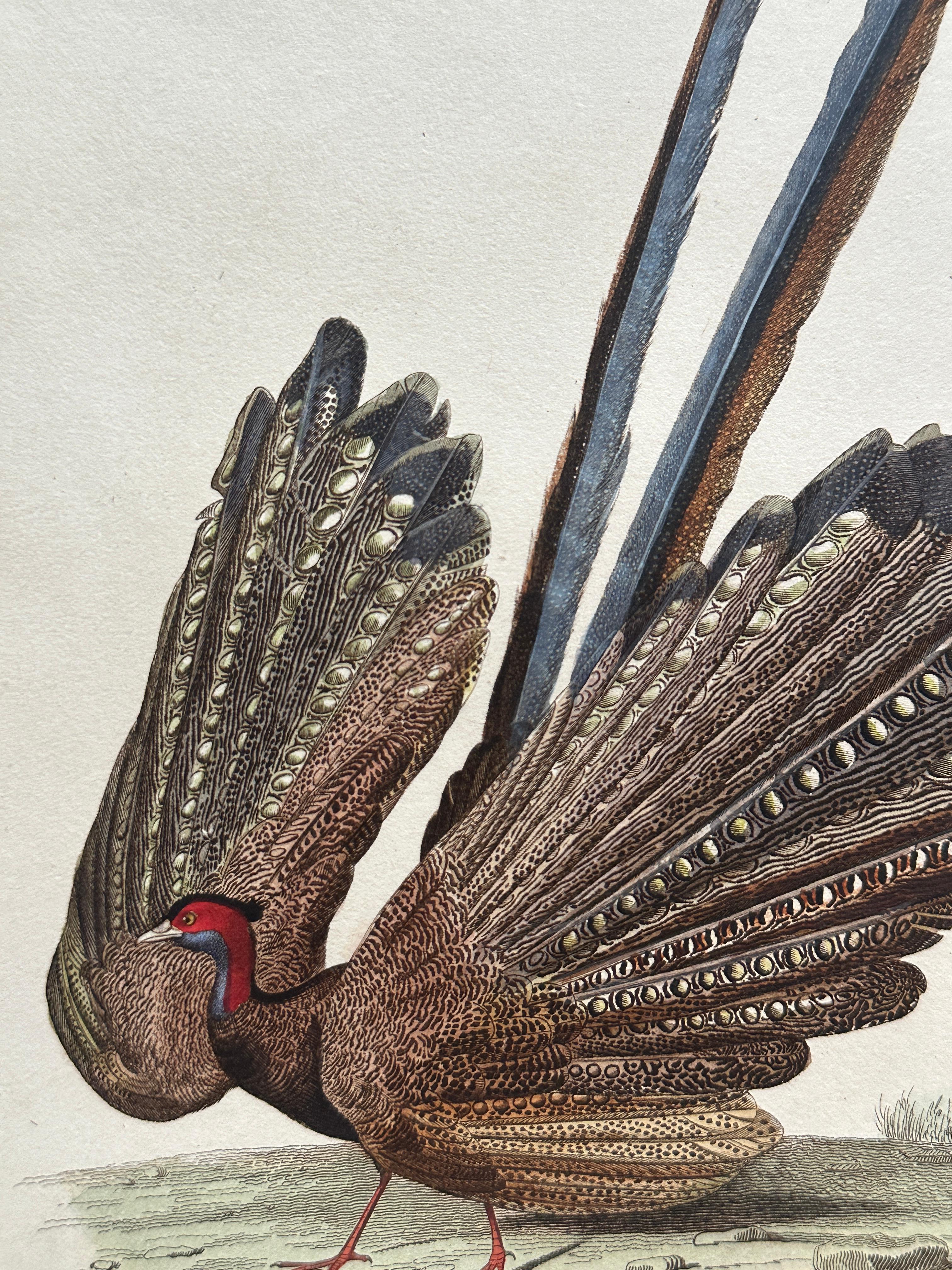 Set of Two Antique Ornithological Prints of Argus Pheasant — D’Orbigny, Paris en vente 1