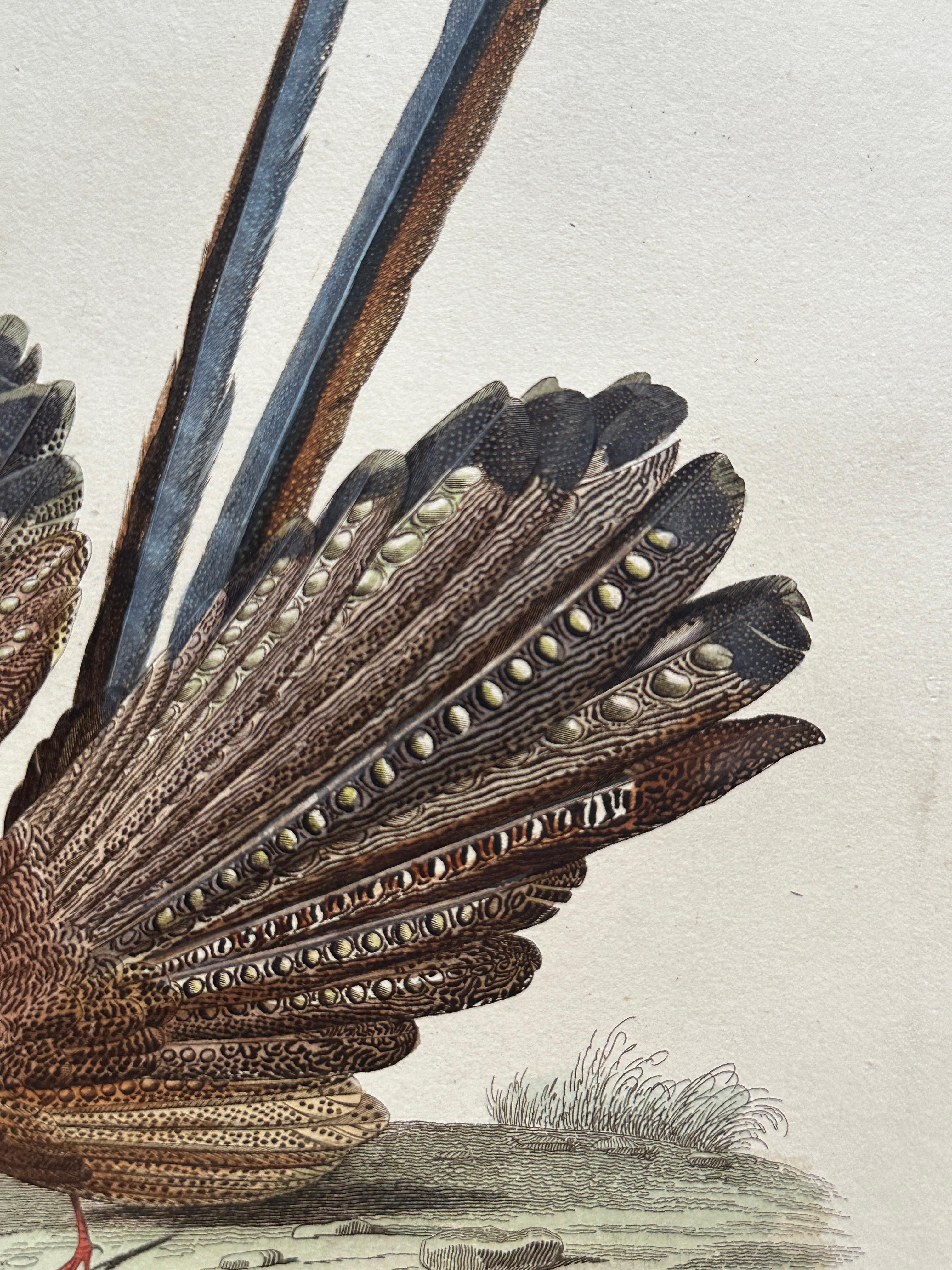 Set of Two Antique Ornithological Prints of Argus Pheasant — D’Orbigny, Paris en vente 2