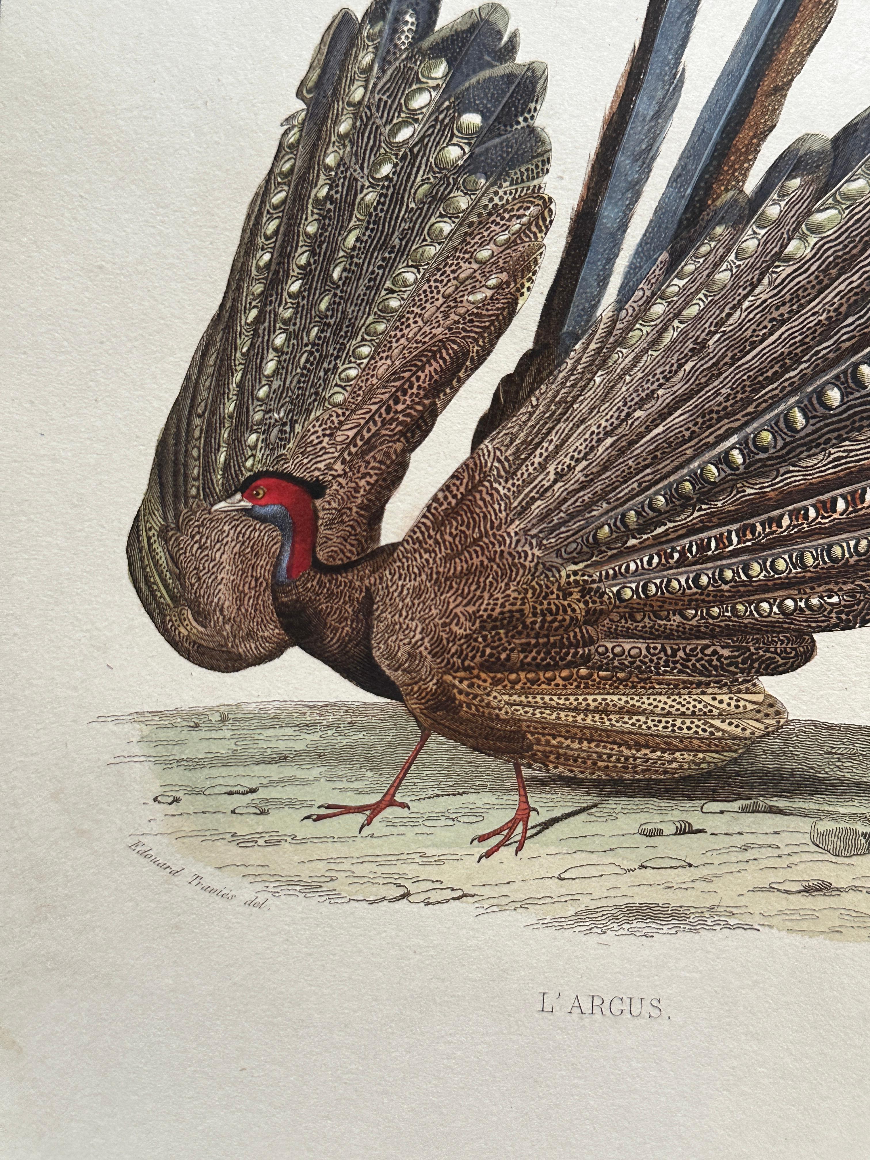 Set of Two Antique Ornithological Prints of Argus Pheasant — D’Orbigny, Paris en vente 3