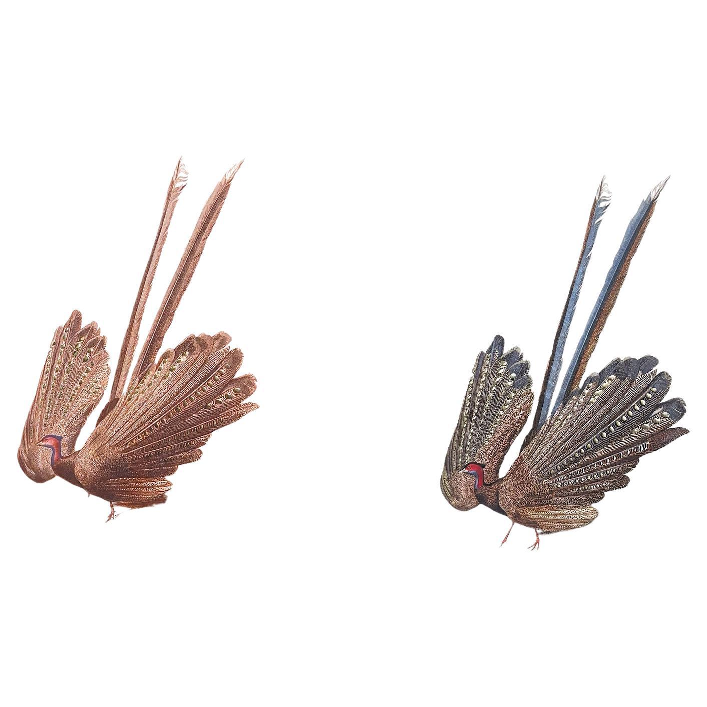 Set of Two Antique Ornithological Prints of Argus Pheasant — D’Orbigny, Paris en vente