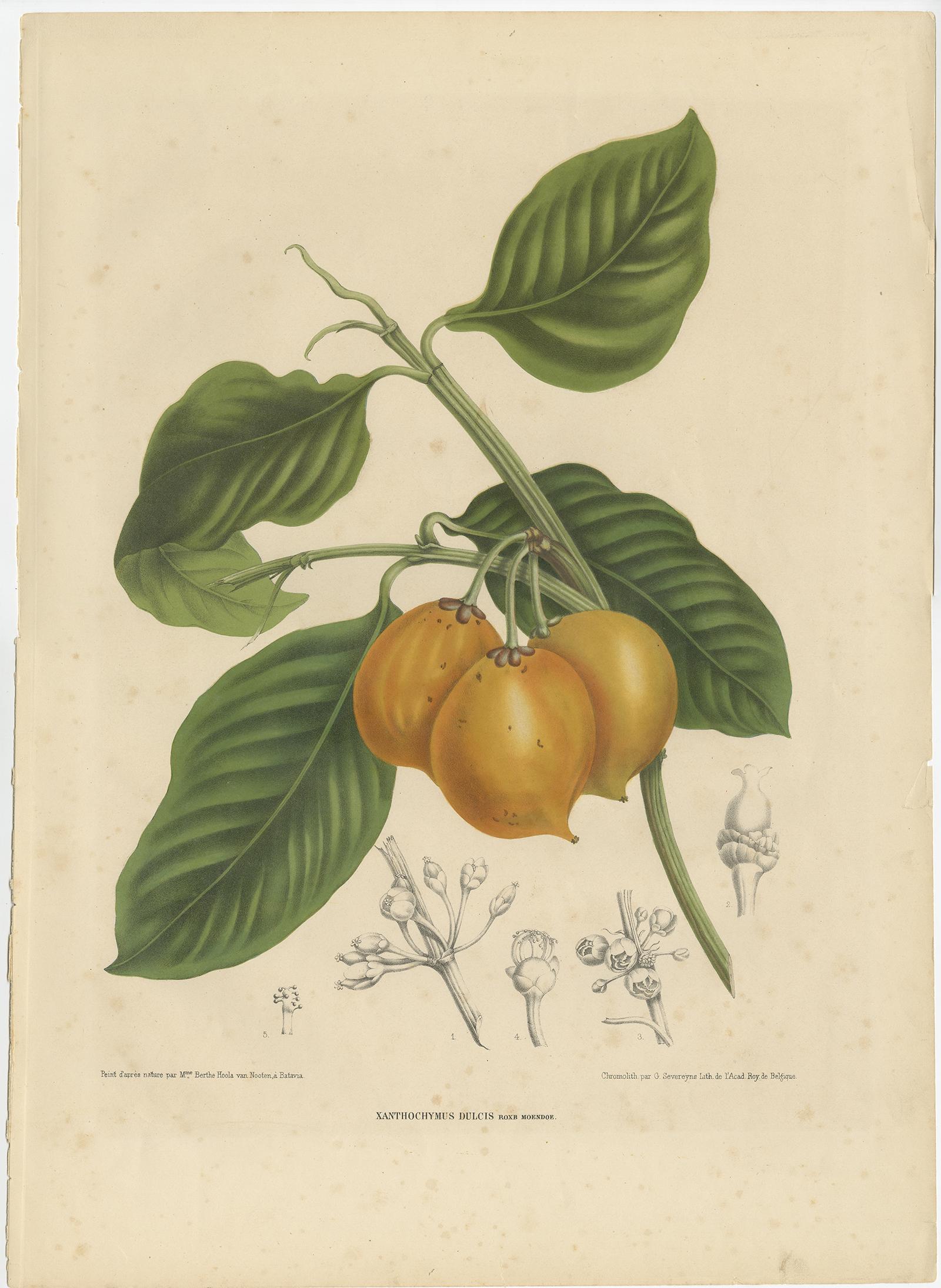 Set of two antique prints titled 'Citrus Decumana' and 'Xanthochymus Dulcis'. It depicts the citrus decumana and xanthochymus dulcis. The citrus decumana is a tree from Southeast Asia producing large fruits resembling grapefruits. The xanthochymus