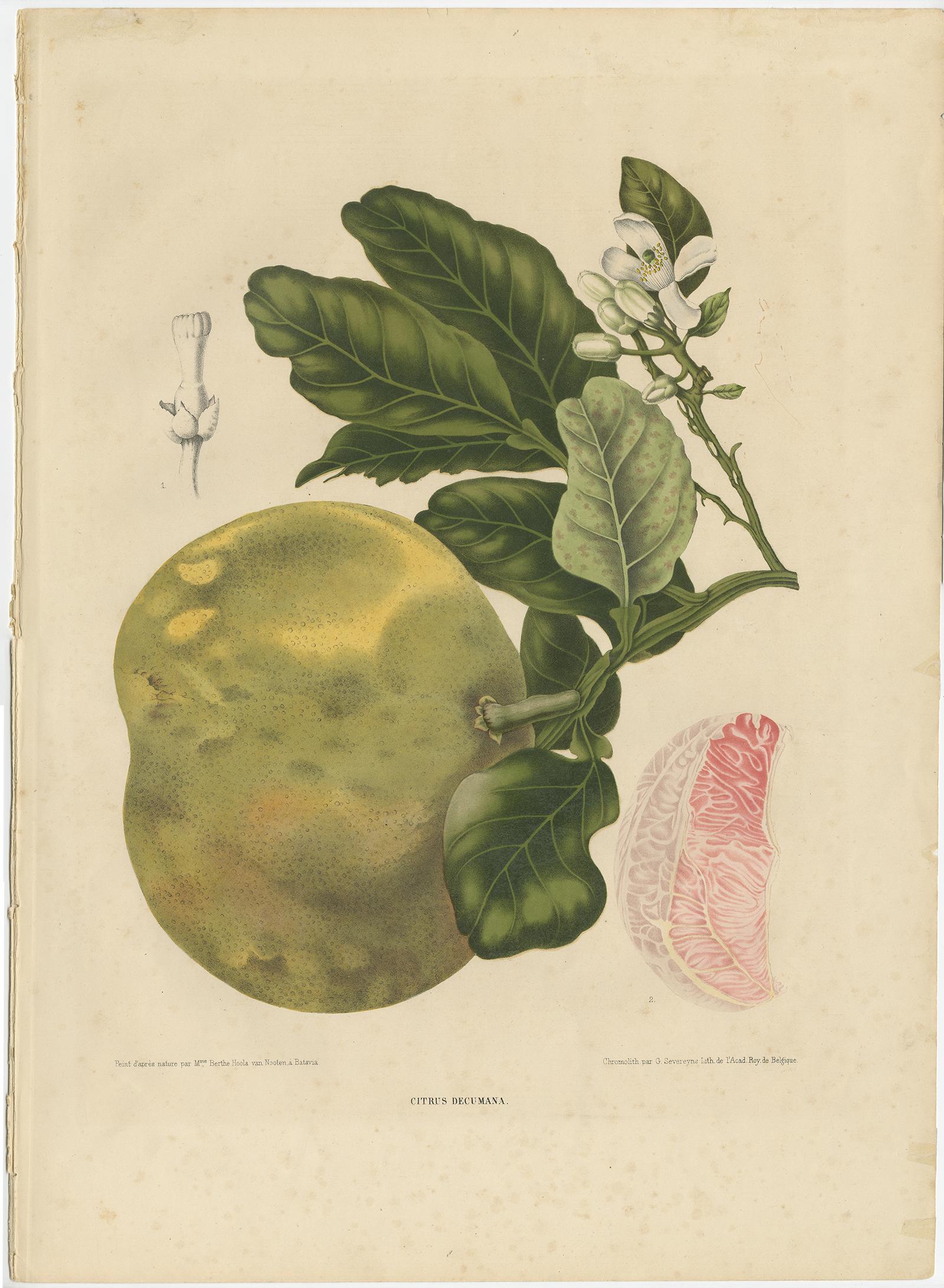 citrus dulcis