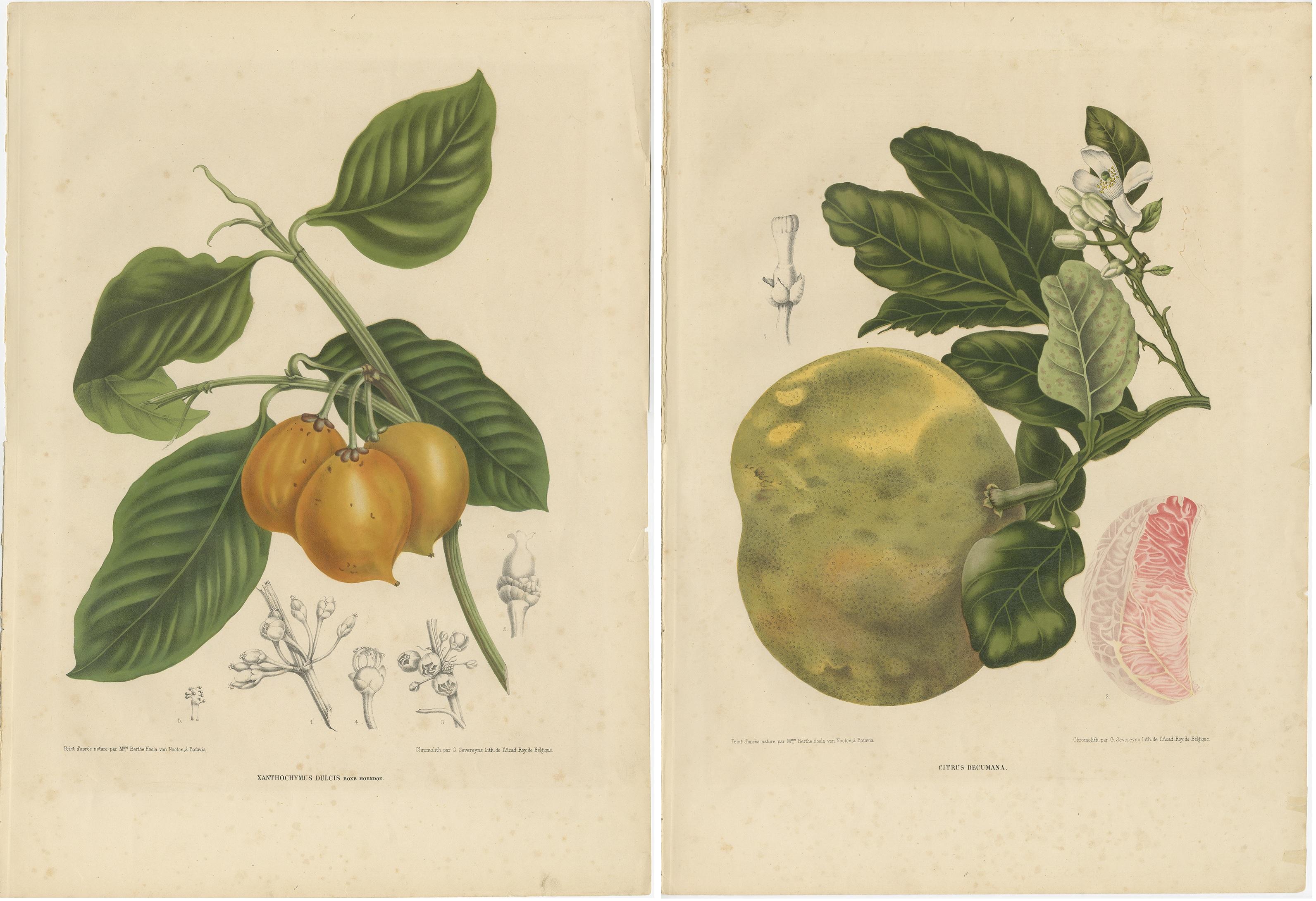 Set of Two Antique Prints, Citrus Decumana, Xanthochymus Dulcis, circa 1870 In Good Condition For Sale In Langweer, NL