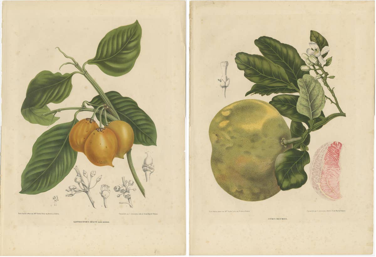 Set of Two Antique Prints, Citrus Decumana, Xanthochymus Dulcis, circa 1870