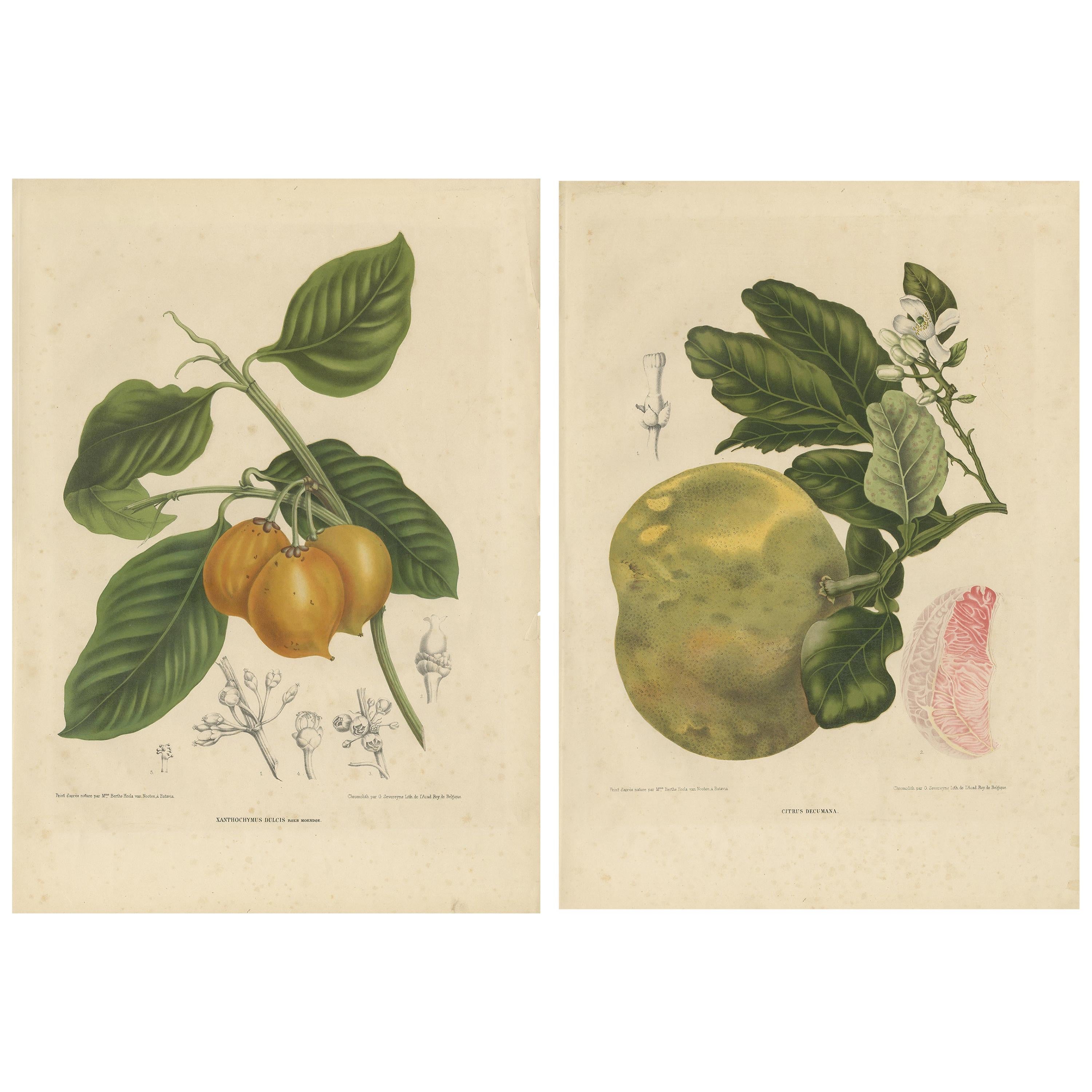 Set of Two Antique Prints, Citrus Decumana, Xanthochymus Dulcis, circa 1870 For Sale