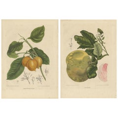 Set of Two Antique Prints, Citrus Decumana, Xanthochymus Dulcis, circa 1870