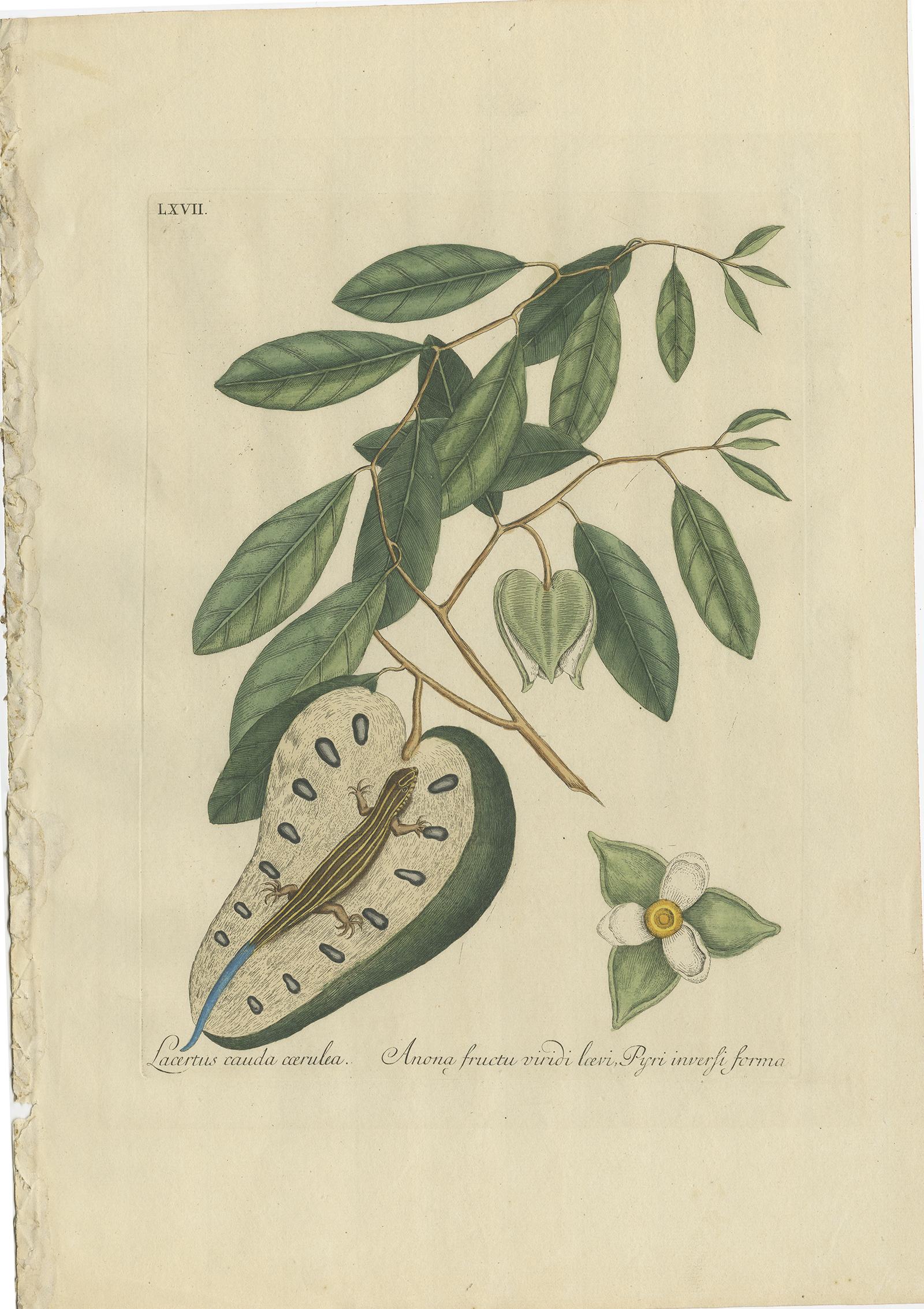 The set of two antique prints includes 'Sciurus volans, Guajacana' featuring a flying squirrel and 'Lacertus cauda coerulea, Anona fructa viridi loevi Pyri inversi forma,' depicting a blue-tail lizard. These prints are sourced from 'Piscium,