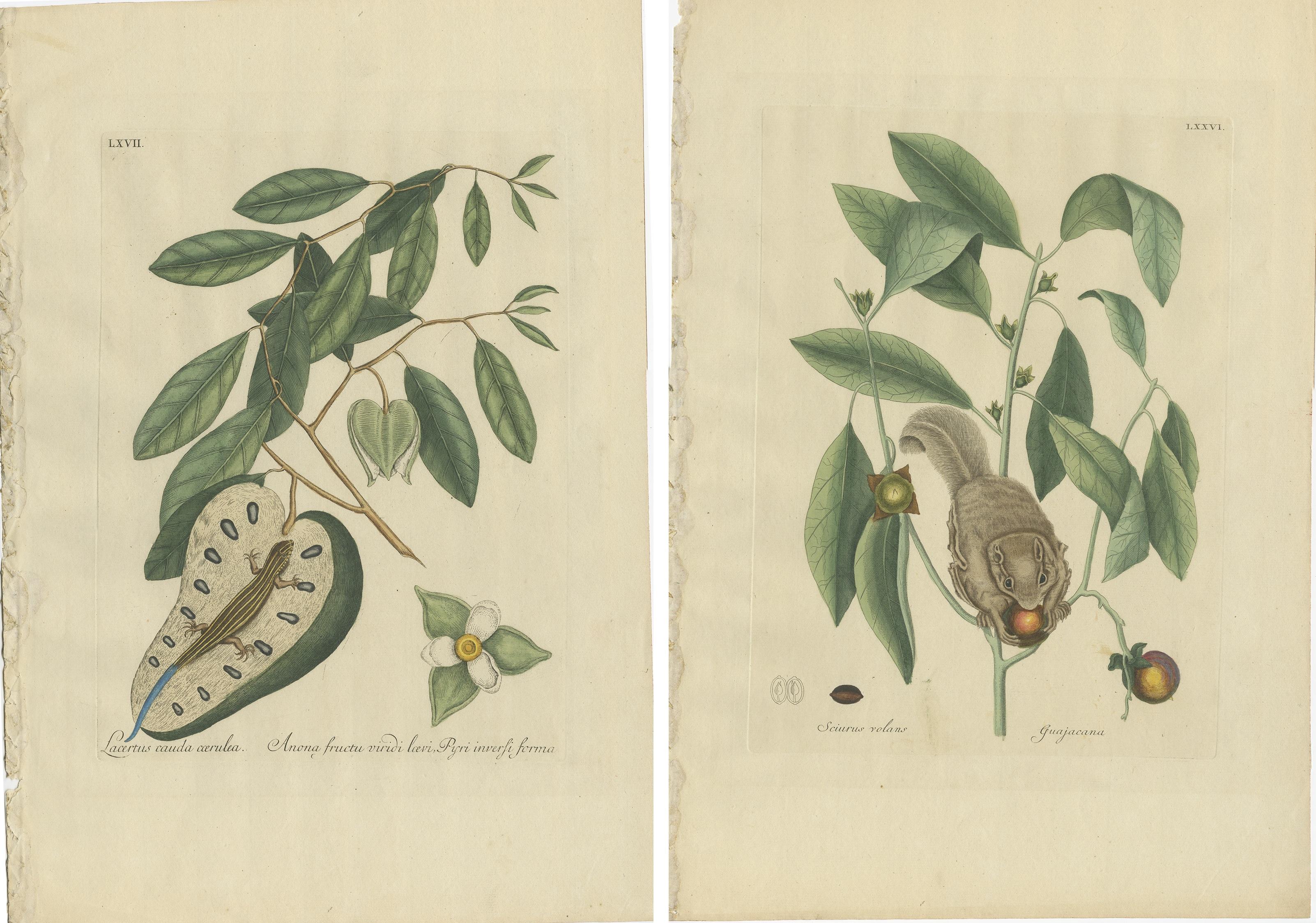 18th Century Set of Two Antique Prints, Flying Squirrel, Blue-Tail Lizard by Catesby '1777' For Sale