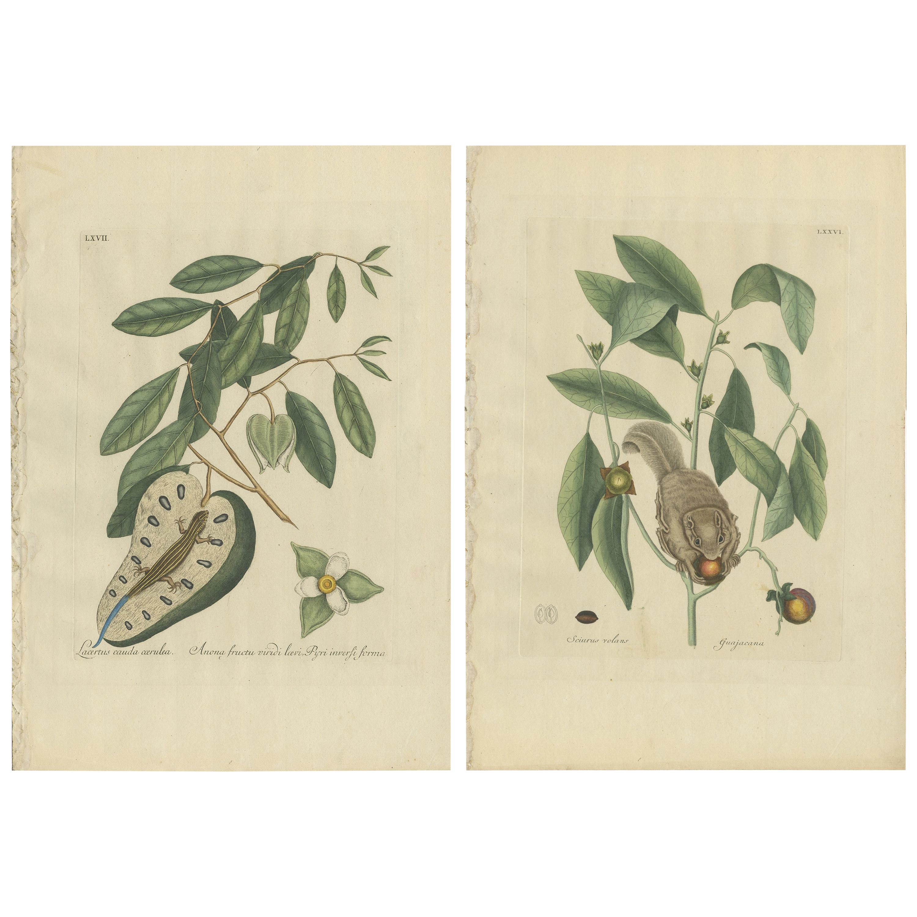Set of Two Antique Prints, Flying Squirrel, Blue-Tail Lizard by Catesby '1777' For Sale