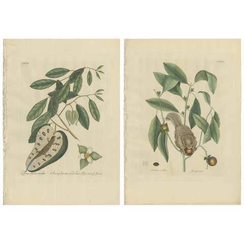 Flying Squirrel & Blue-Tail Lizard – Catesby Natural History c.1771