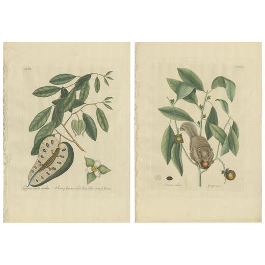 Flying Squirrel & Blue-Tail Lizard – Catesby Natural History c.1771