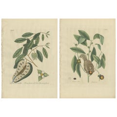 Ensemble de deux estampes anciennes, Écureuil volant, lézard à queue bleue de Catesby (1777)