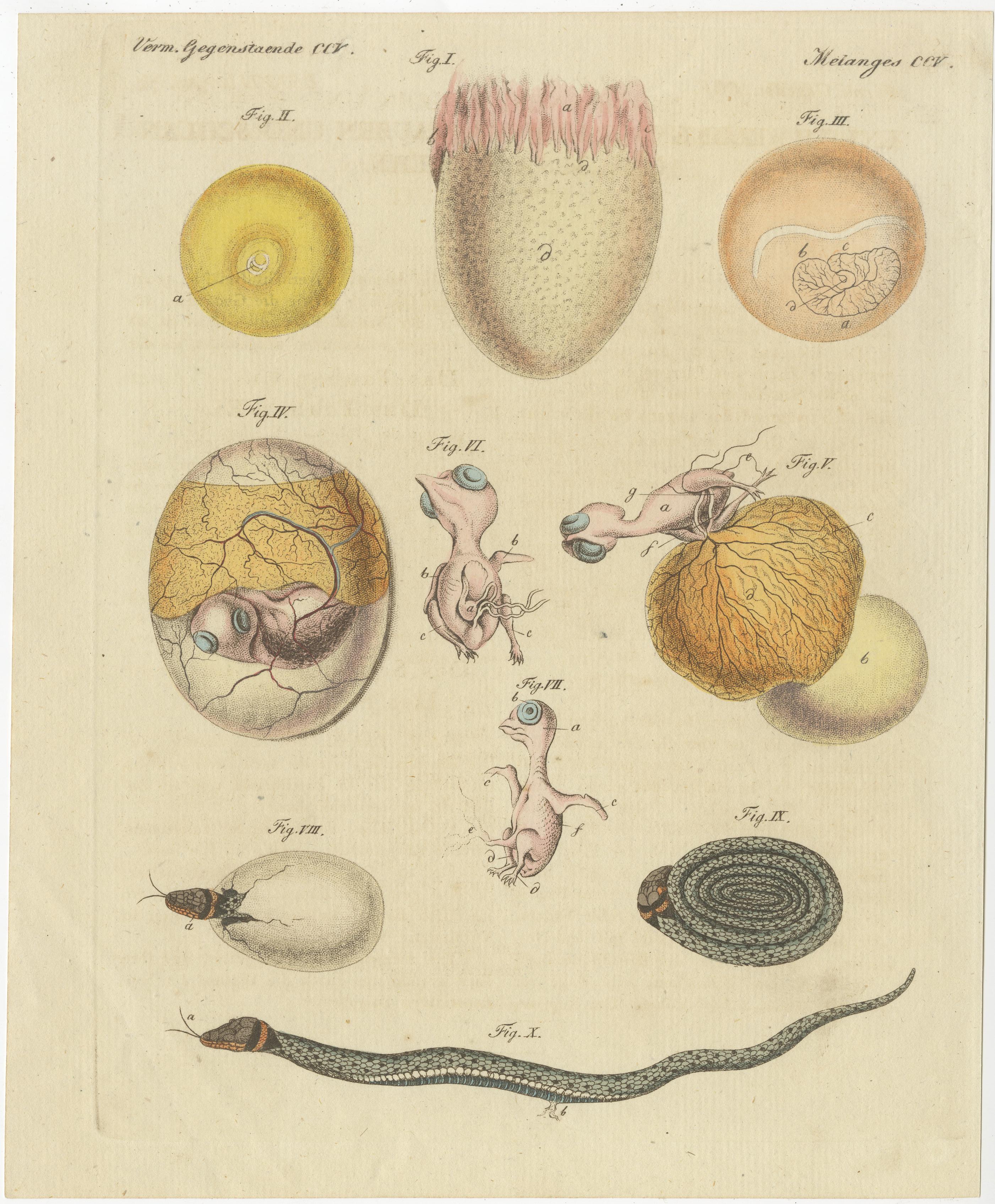 Ensemble de deux gravures anciennes originales montrant le développement ou l'embryologie d'un poulet, d'un pigeon, d'un serpent, de poissons et de la valve gauche. Ces tirages proviennent du 