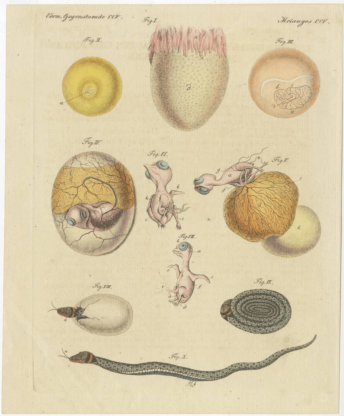 Set of Two Antique Prints of Embryos of a Chicken, Pigeon, Snake, Fish & Others