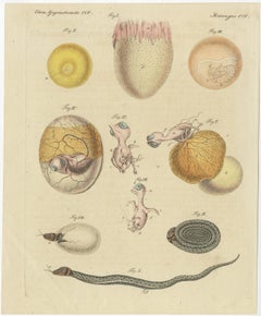 Set of Two Antique Prints of Embryos of a Chicken, Pigeon, Snake, Fish & Others