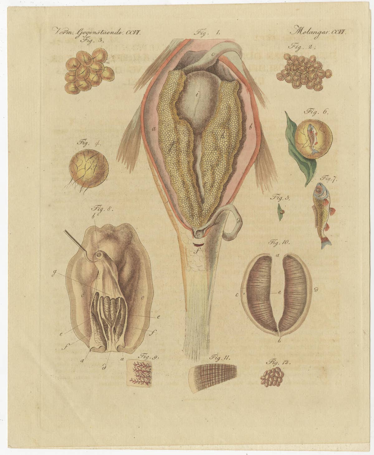 Set of Two Antique Prints of Embryos of a Chicken, Pigeon, Snake, Fish & Others