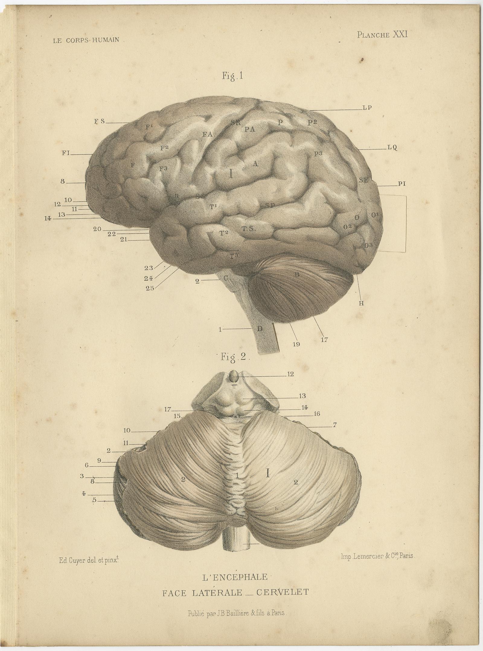 Set of Two Antique Prints of the Human Brain by Kuhff '1879' In Good Condition For Sale In Langweer, NL