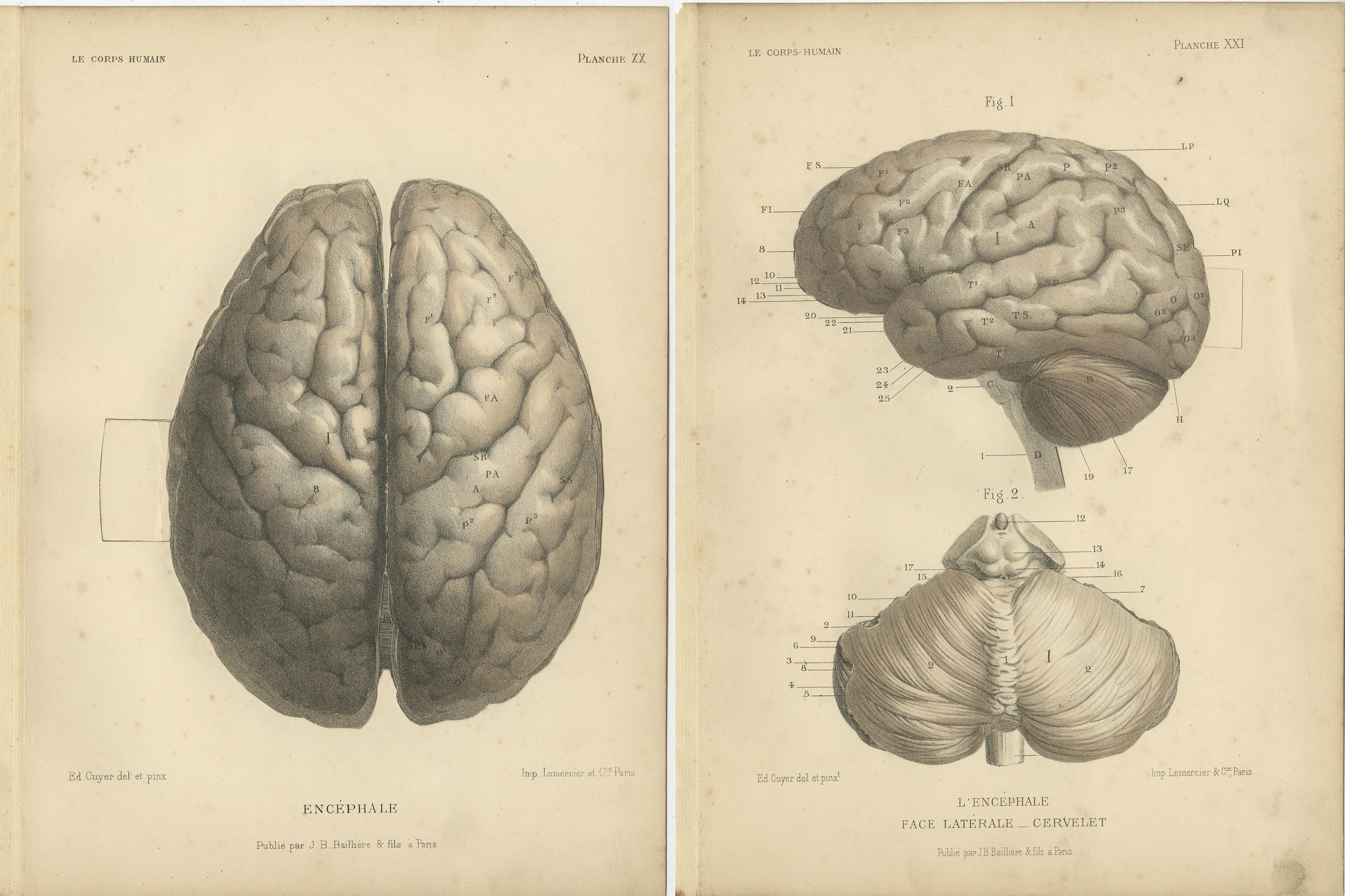 19th Century Set of Two Antique Prints of the Human Brain by Kuhff '1879' For Sale