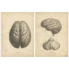 Satz von zwei antiken Drucken des menschlichen Gehirns von Kuhff '1879'
