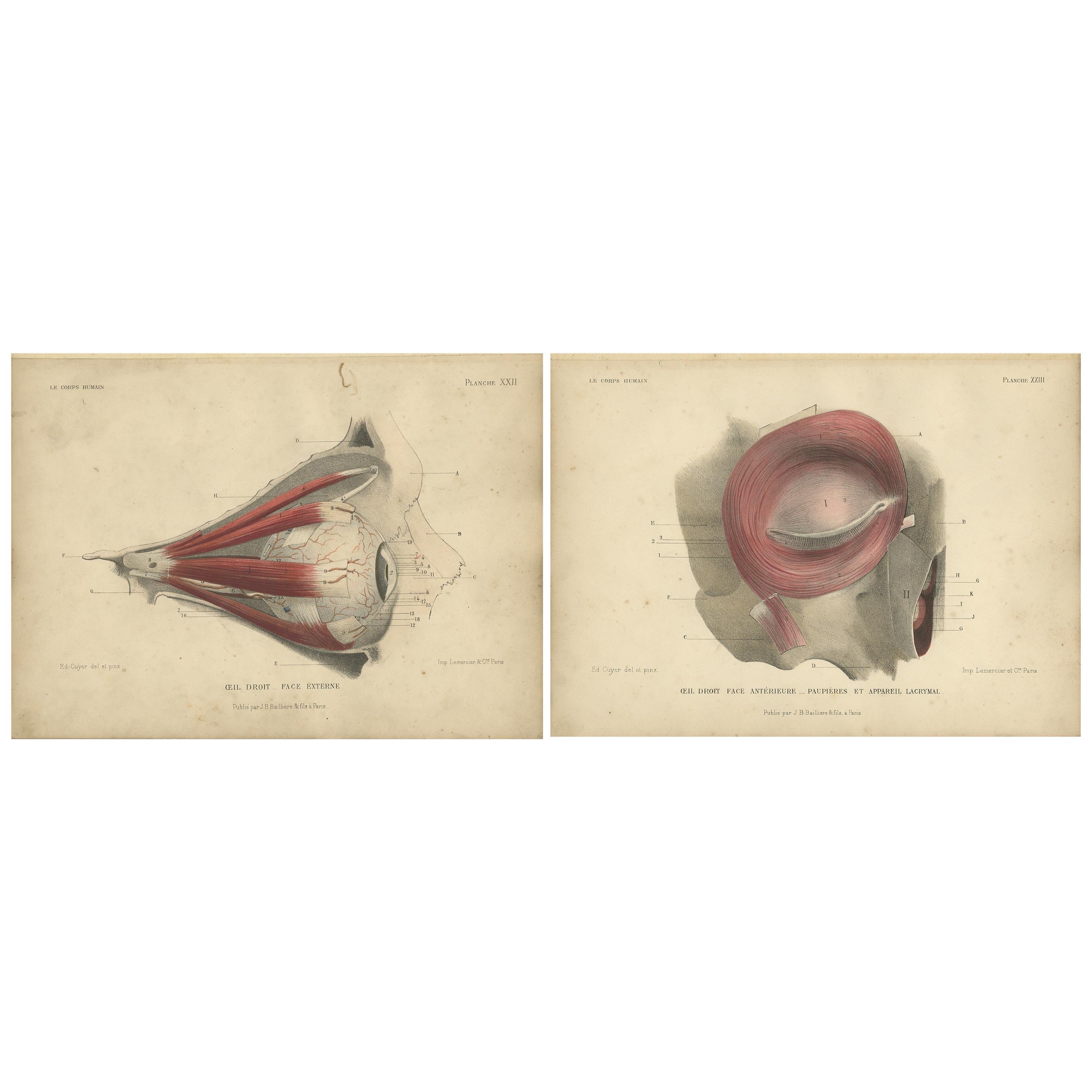 Ensemble de deux gravures anciennes de l'œil humain par Kuhff:: 1879