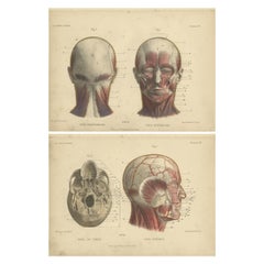 Set of Two Antique Prints of the Human Head by Kuhff, 1879