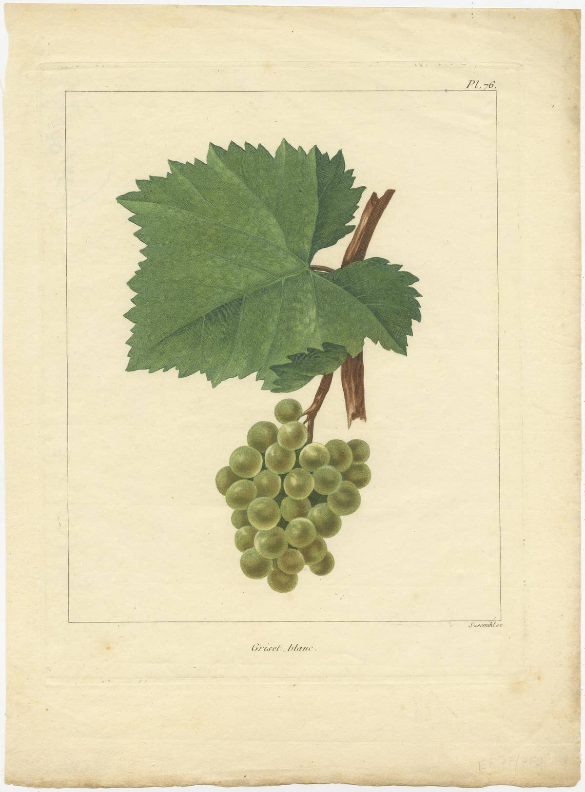 Set of Two Antique Prints of Various Green / White Grape Varieties