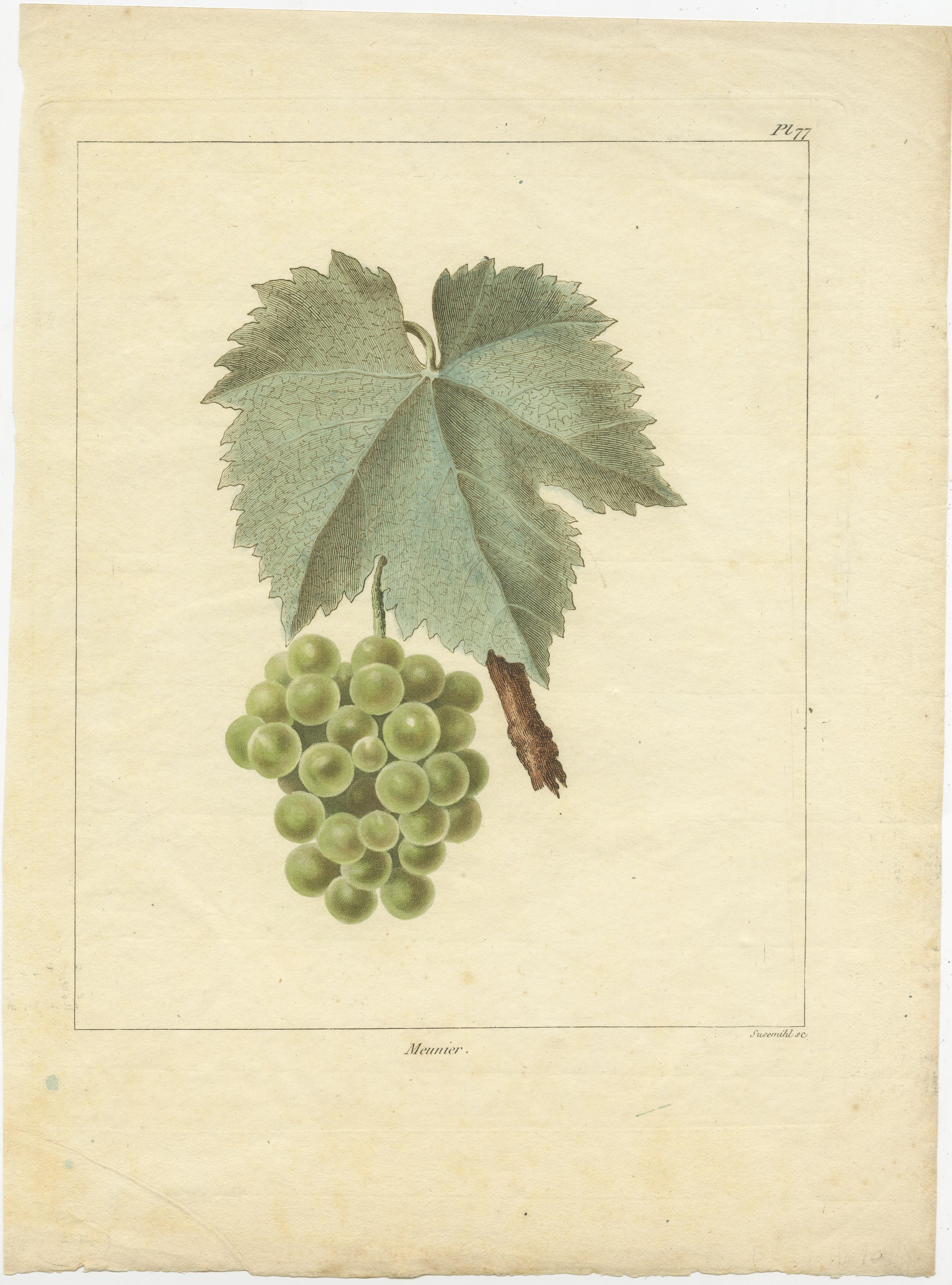 Set of Two Antique Prints of Various Green / White Grape Varieties In Good Condition For Sale In Langweer, NL