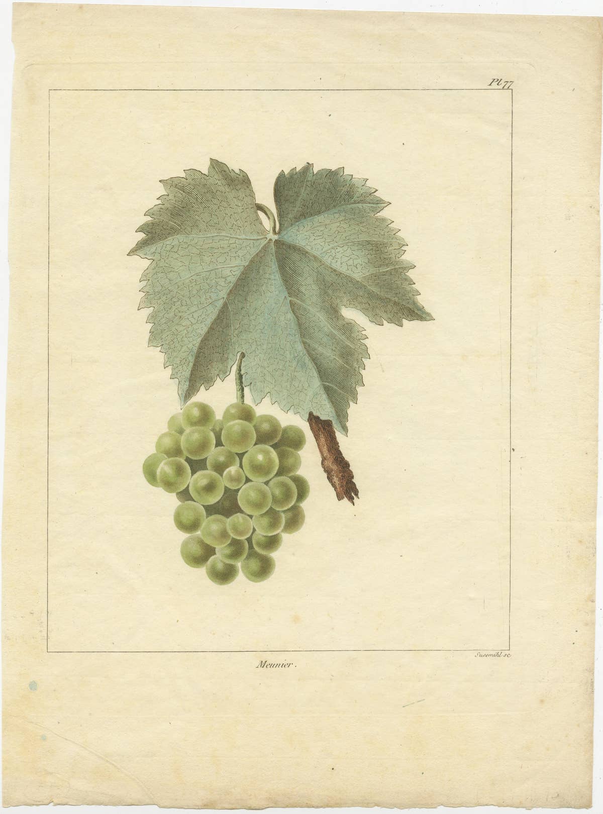 Set of Two Antique Prints of Various Green / White Grape Varieties