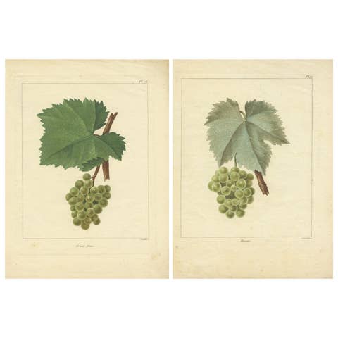 Set of Two Antique Prints of Various Green / White Grape Varieties