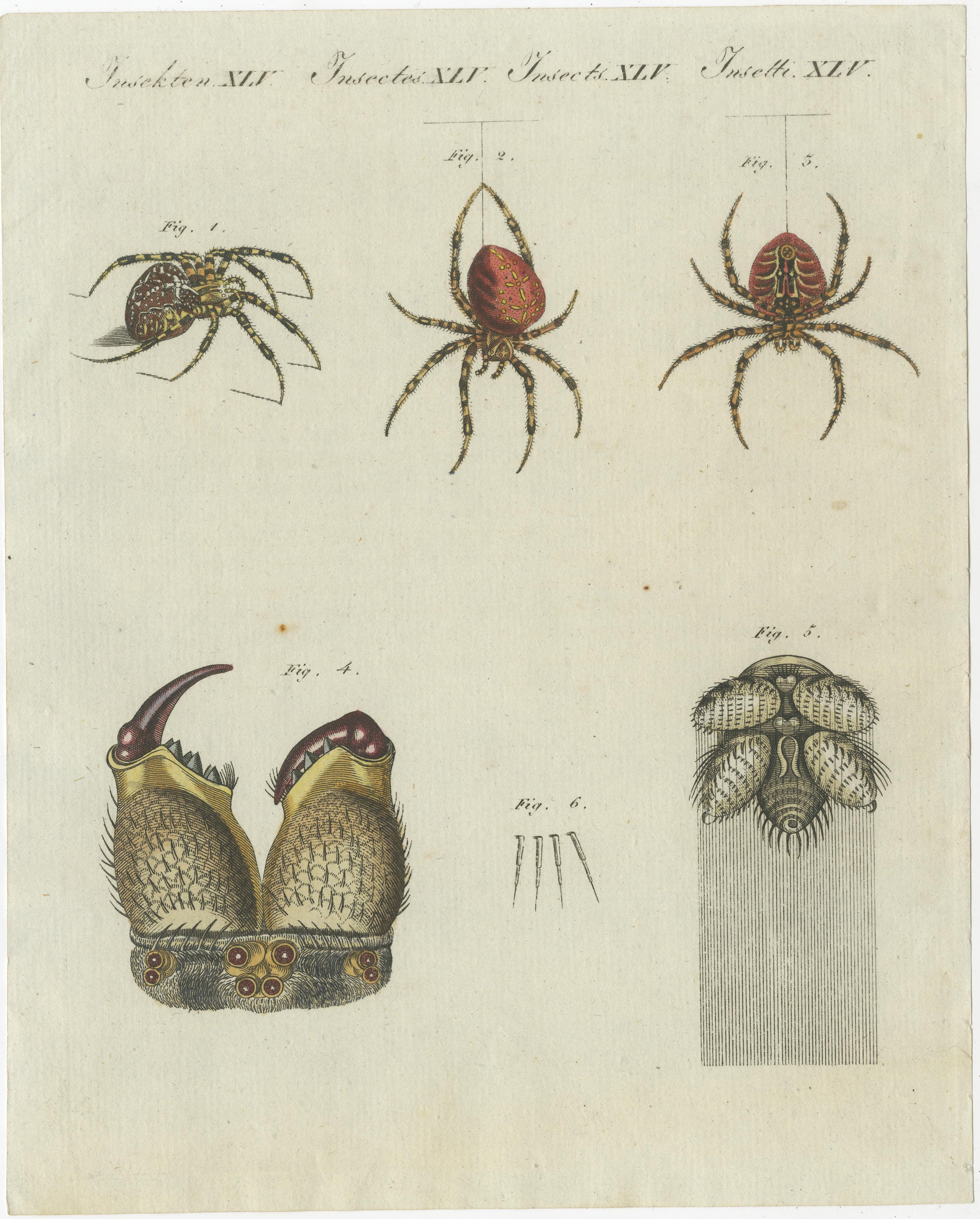 Set of two original antique prints of various insects including spiders, mites and others. These prints originate from 'Bilderbuch fur Kinder' by F.J. Bertuch. Friedrich Johann Bertuch (1747-1822) was a German publisher and man of arts most famous